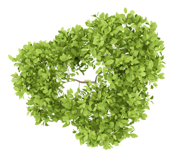 istock top view of pear tree isolated on white background 944047300