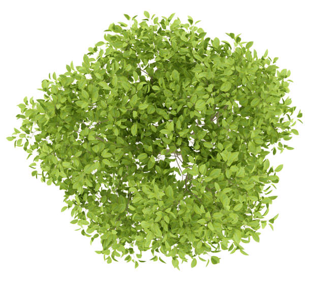 istock top view of pear tree isolated on white background 944047668