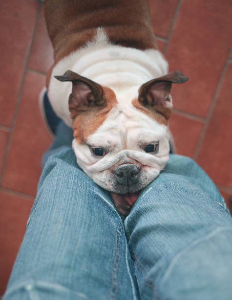 istock bulldog between my legs 944051586