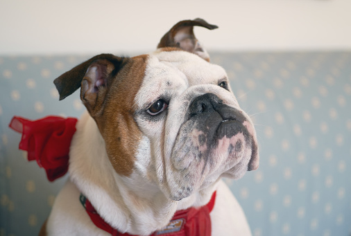 portrait of an elegant dog with a red bow, indoors, on the couch. English Bulldog, 19 months old, female