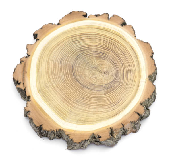 istock A slice of wood representing profile of cut tree. 944052172