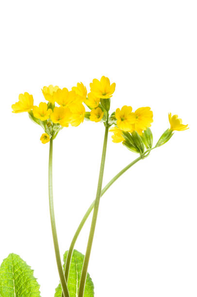 istock Three stems with yellow flowers of the cowslip 944054796