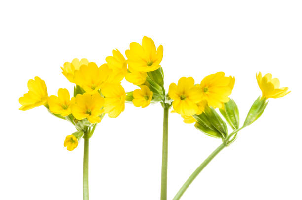 istock Three stems with yellow flowers of the cowslip 944054936