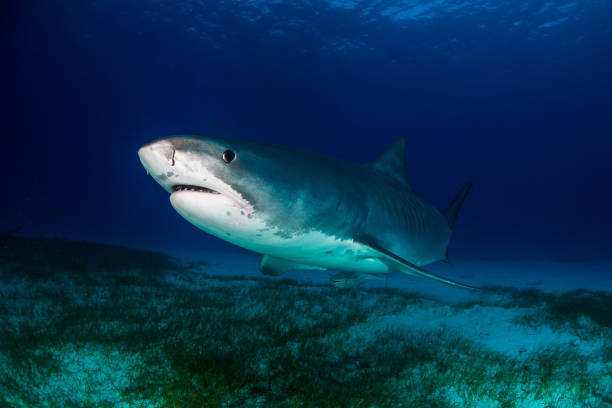 istock Tiger shark Bahamas 944055060