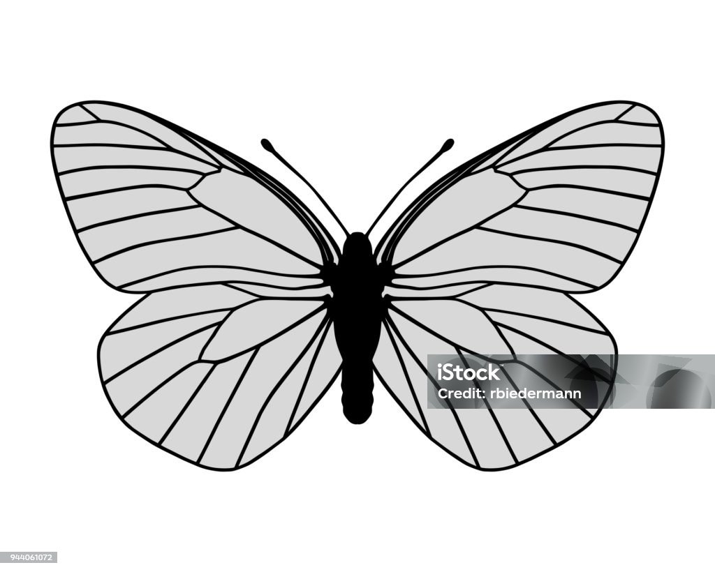 White butterfly Animal stock vector