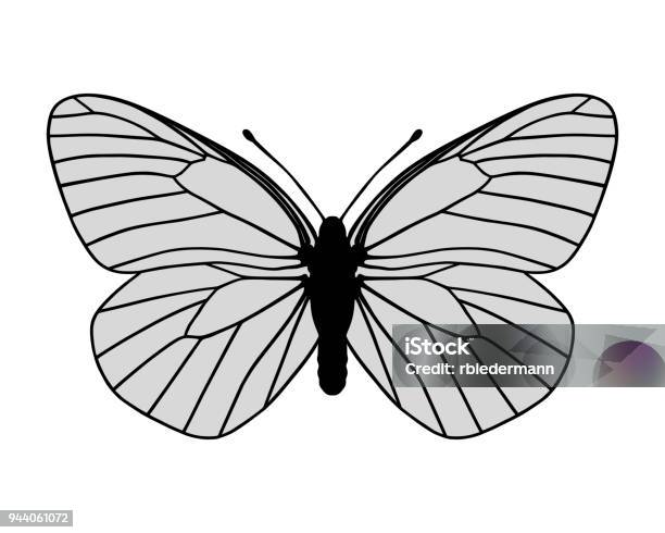 White Butterfly Stock Illustration - Download Image Now - Animal, Animal Body Part, Animal Wing