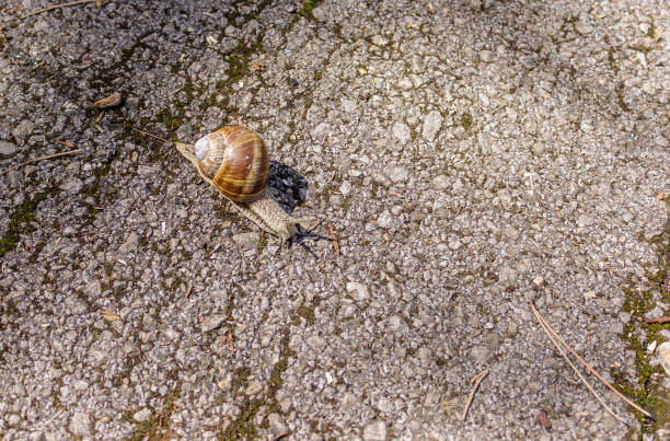 istock Big snail in shell crawling on the road 944063434