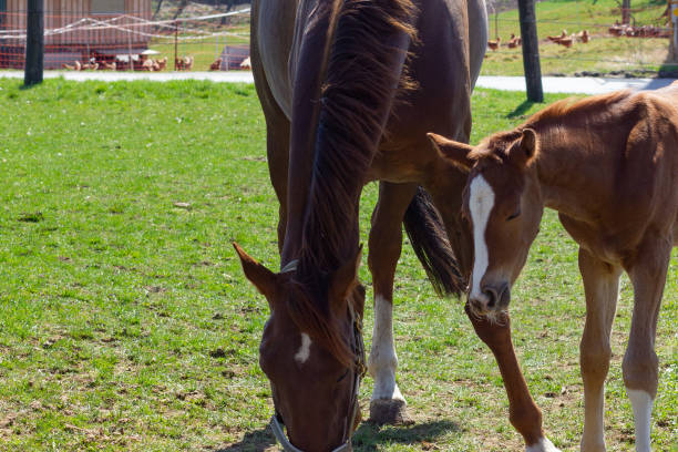 istock mother horse with foal 944063942