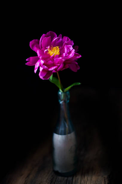 istock burgundy, red, bright red peony - floral black background 944064206