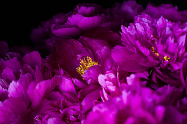 istock burgundy, red, bright red peonies - bouquet on a black background 944064240