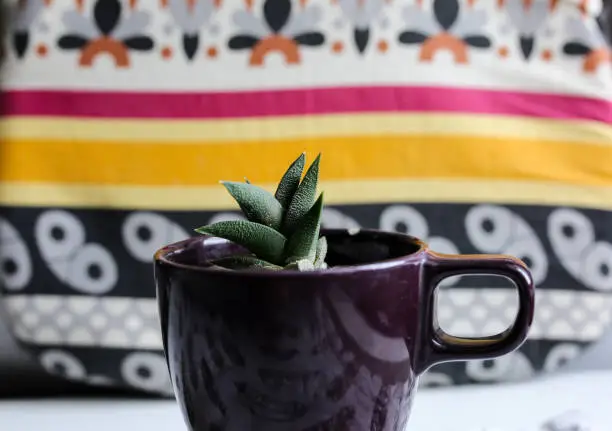 Tiny succulent in a dark-violet mug. Cosy hygge photo with traditional  ornament on background. Dark-purple and petunia colors. Home decorations and plants.
