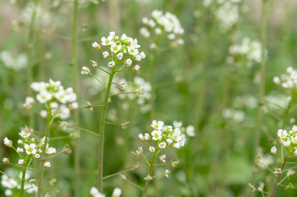 istock Green white flower weed grass shepherds purse 944065824