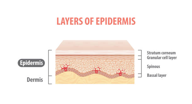 ilustraciones, imágenes clip art, dibujos animados e iconos de stock de capas de vector de ilustración de epidermis sobre fondo blanco. concepto médico. - piel partes del cuerpo