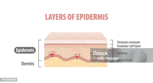 Layers Of Epidermis Illustration Vector On White Background Medical Concept Stock Illustration - Download Image Now