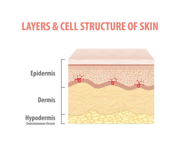 Layers & cell structure of skin illustration vector on white background. Medical concept. Layers & cell structure of skin illustration vector on white background. Medical concept. bottomless models stock illustrations