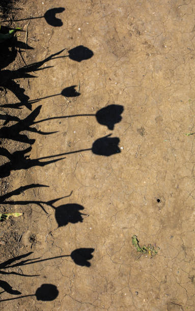 istock shadows of flowers 944068720