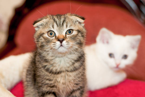 istock gray and white kitten sitting and posing 944069560