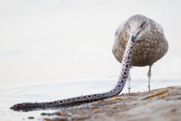 Immature Herring Gull (Larus argentatus) trying to swallow a scavenged Spotted Snake Eel whole - Pinellas County, Florida