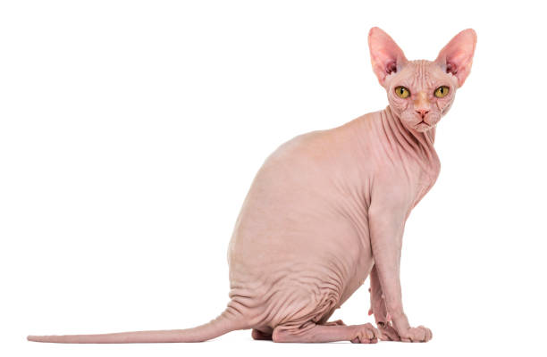 istock Sphynx, 4 years old, against white background 944072026