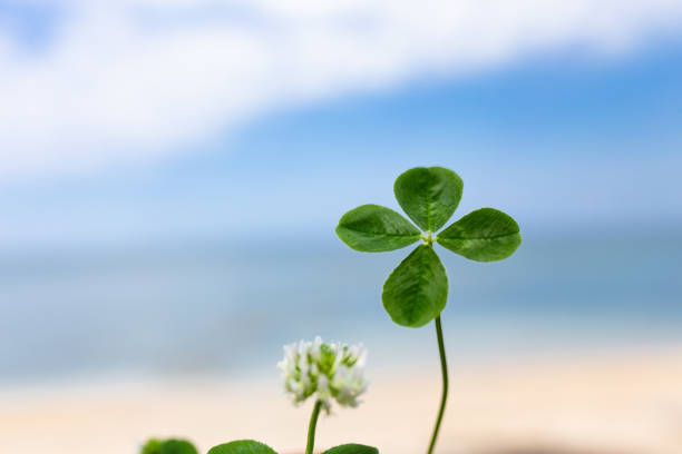 istock Four leaf clover and sea and blue sky 944072038