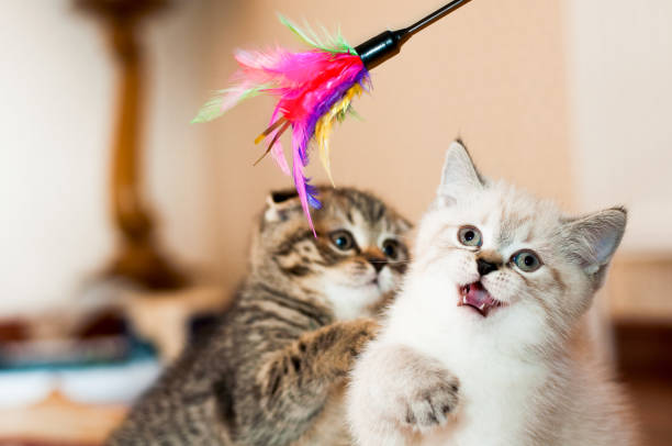 istock gray and white kitten playing with toy 944072170