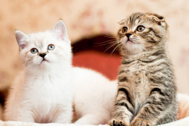 istock gray and white kitten sitting and posing 944072356