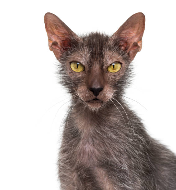 istock Lykoi cat, also called the Werewolf cat against white background 944072548