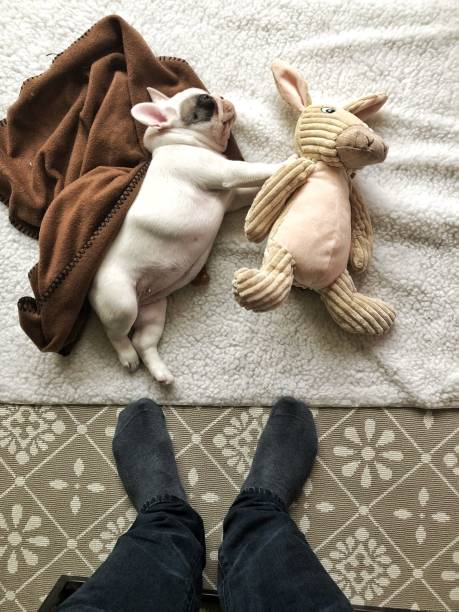 istock French bulldog sleeping with teddy whilst man stands looking 944073026