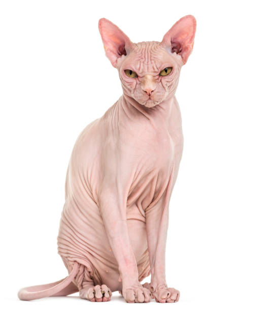 Sphynx Hairless Cat, 4 years old, against white background Sphynx Hairless Cat, 4 years old, against white background sphynx hairless cat photos stock pictures, royalty-free photos & images