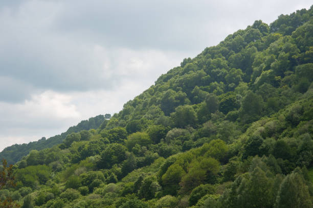 Green valley with trees and rocks.