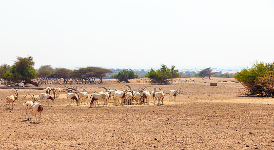 Arabian oryx or white oryx (Oryx leucoryx) medium-sized antelope with long, straight horns and tufted tail.