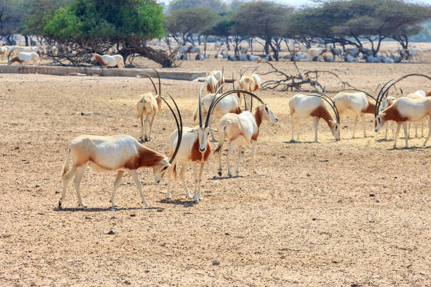arabian oryx or white oryx (oryx leucoryx) medium-sized antelope with long, straight horns and tufted tail. - oryx gazella leucoryx imagens e fotografias de stock