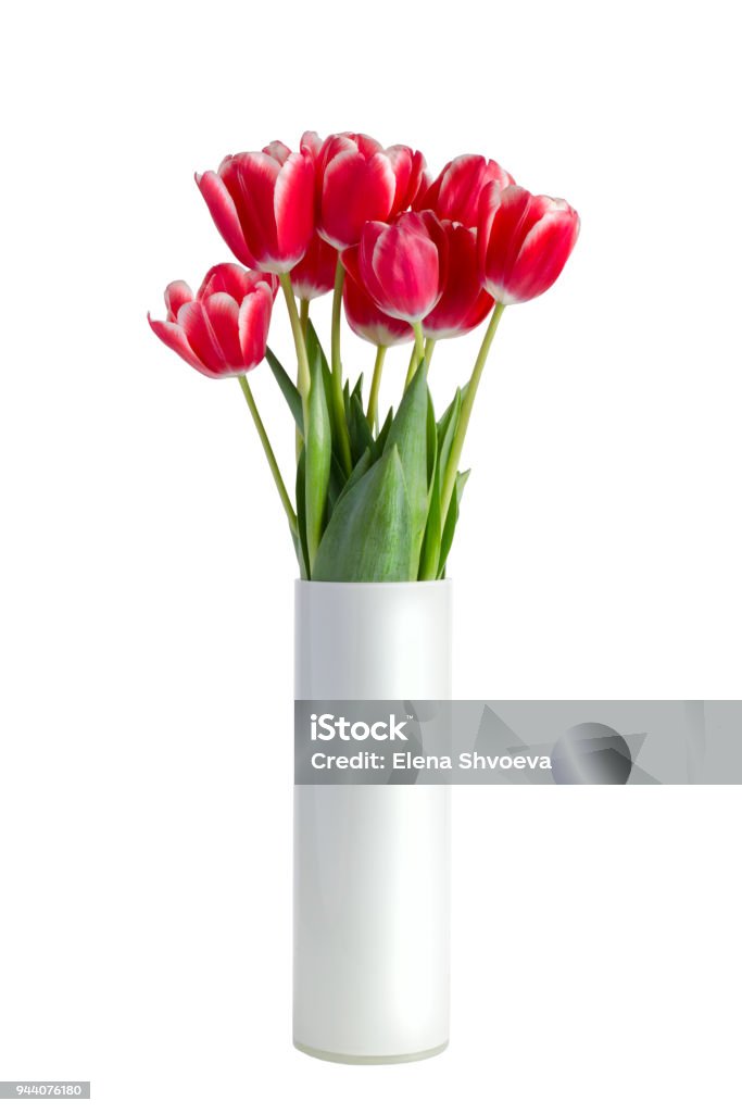 Bouquet of red tulips in white vase isolated on white background Vase Stock Photo