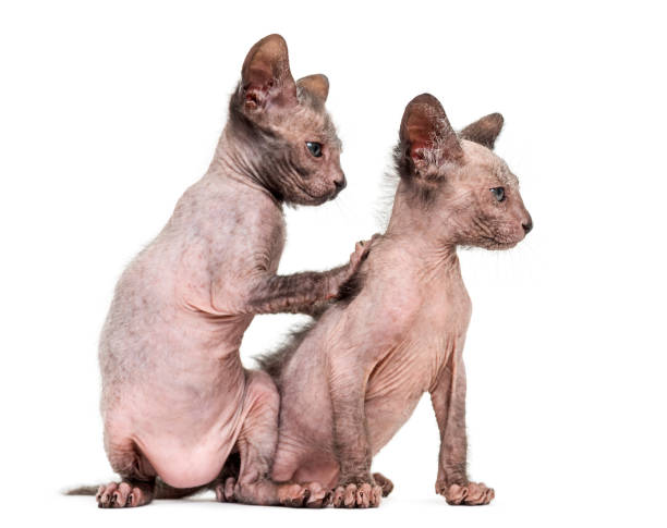 istock Kitten Lykoi cats, 7 weeks old, also called the Werewolf cat against white background 944076488