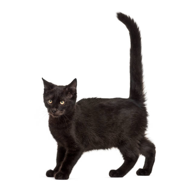 istock Mixed-breed black cat against black background 944076850