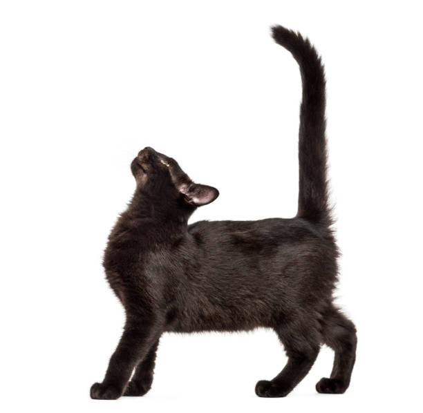 istock Mixed-breed black cat looking up against black background 944076858