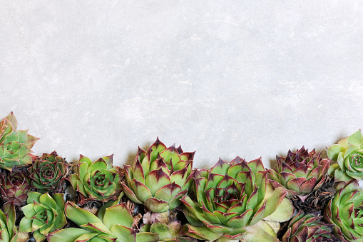 background with succulent plants on grey background