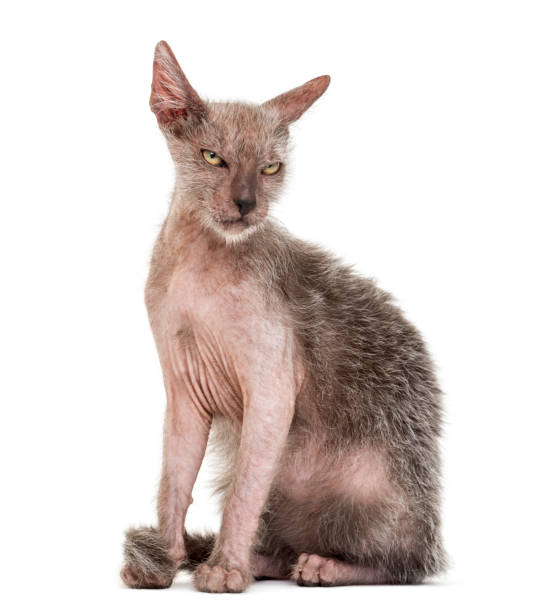 istock Kitten Lykoi cat, 3 months old, also called the Werewolf cat against white background 944077092