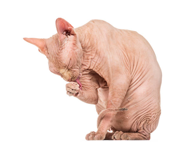 istock Sphynx Hairless Cat grooming against white background 944077188