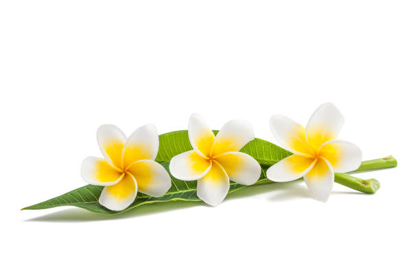 istock Frangipani flowers and leaves 944077222