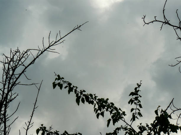 View of a tree from Jerusalem