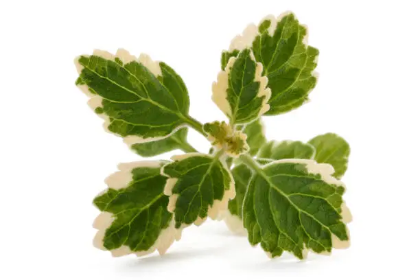 incense plants (Plectranthus coleoides ) isolated on white