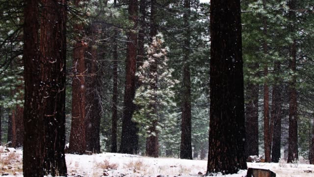 Snow Falling in California Sequoia Forest