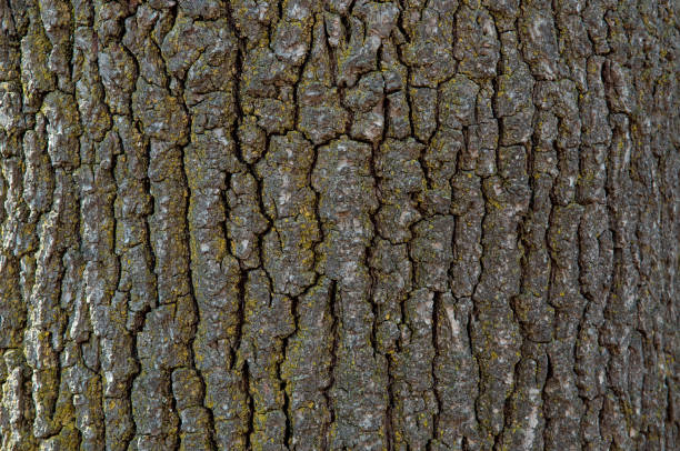 istock Thick tree trunk of pine closeup with blue sky 944080456
