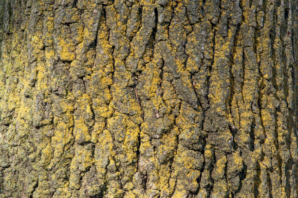Thick tree trunk of pine closeup