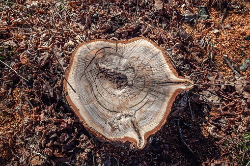 Top view of tree stump