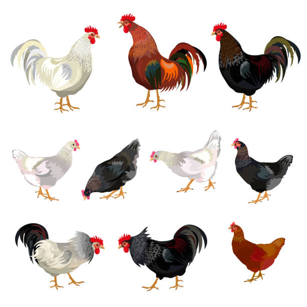 illustrations, cliparts, dessins animés et icônes de poulet set vector - poule naine