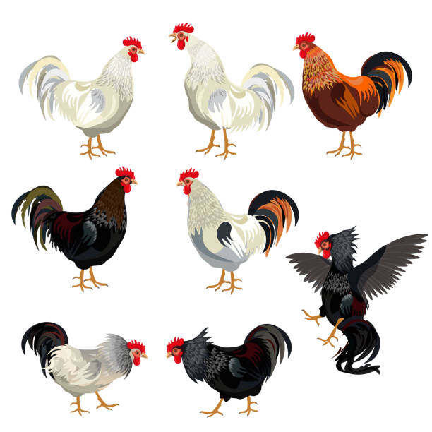 illustrations, cliparts, dessins animés et icônes de coq la valeur vector - poule naine