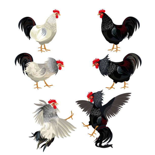 illustrations, cliparts, dessins animés et icônes de coq la valeur vector - poule naine