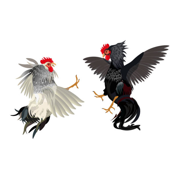 Two cocks fighting Two cocks fighting. Vector illustration isolated on white background blood sport stock illustrations